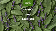 Alpine Sage Deodorant - Simple Fresh Glide