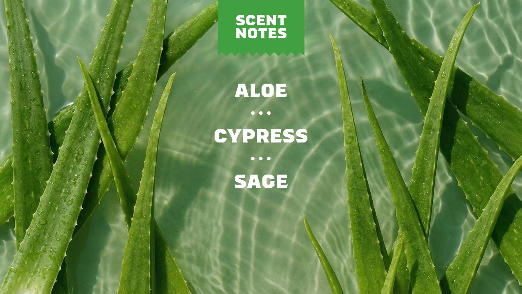 Cool Fresh Aloe Lotion - Clean Home Care